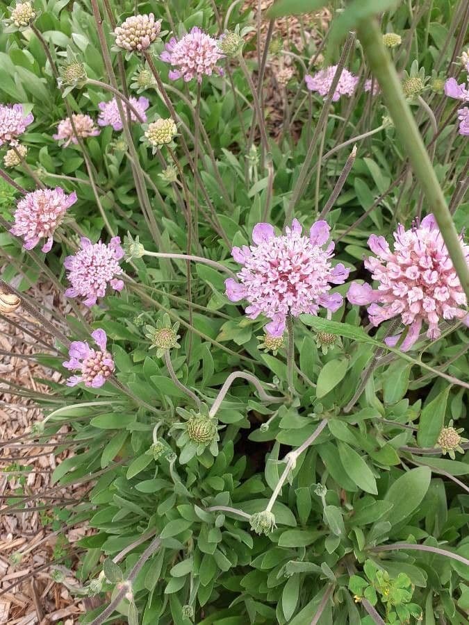 Scabiosa vellutata 3