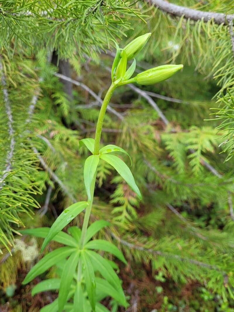 Genziana lineare 13