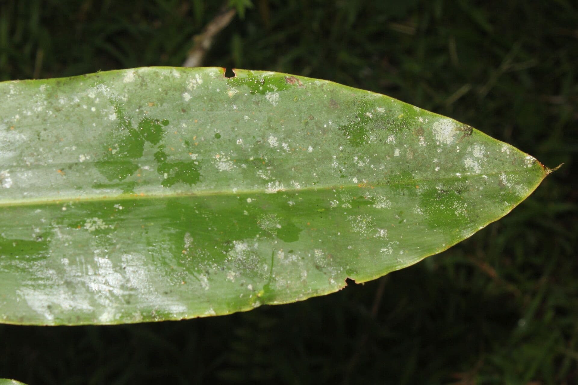 Renealmia pendula 12