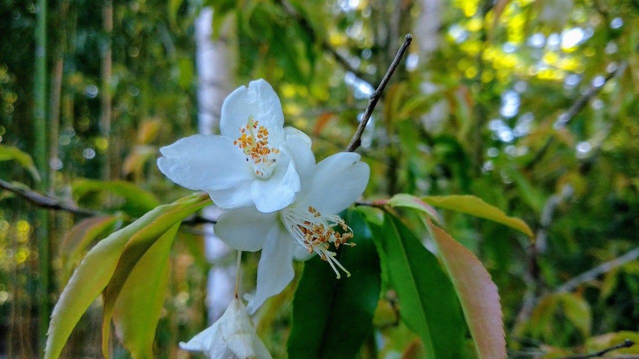 Camelia 2