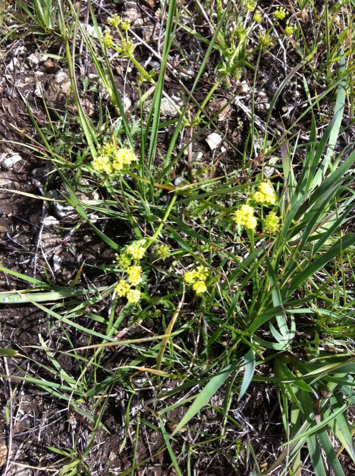 Sanicula tuberosa 4