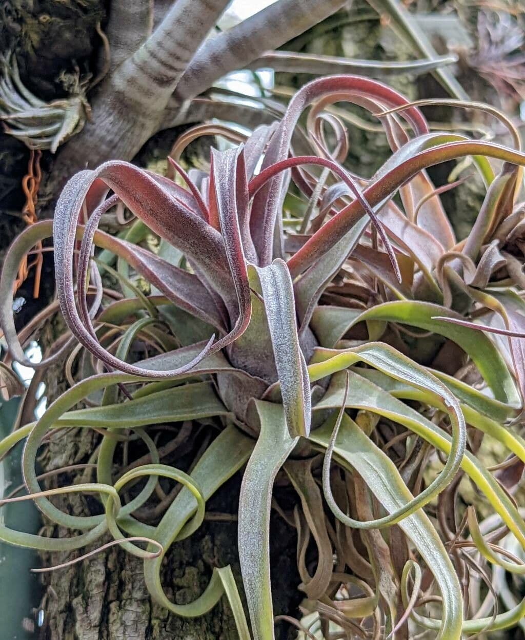 Tillandsia kučeravá 5