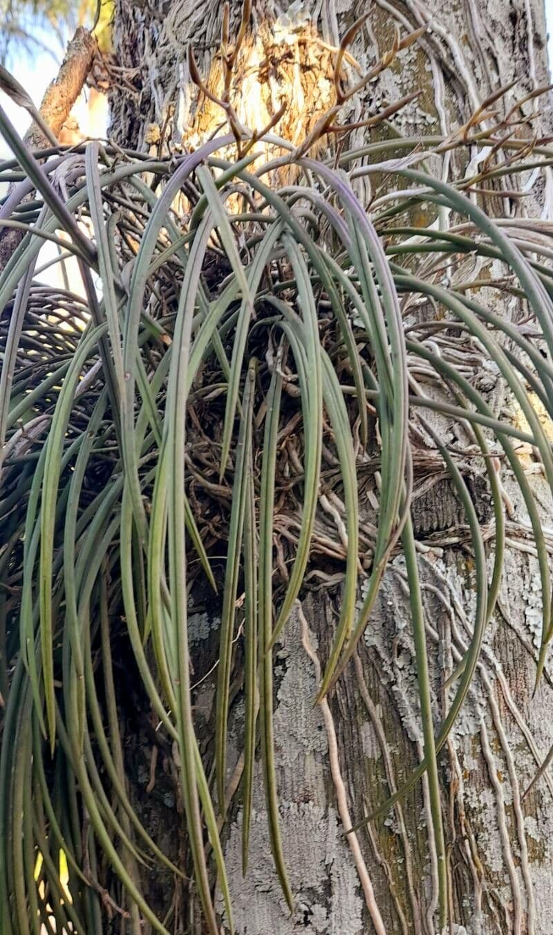 Brassavola tubercolata