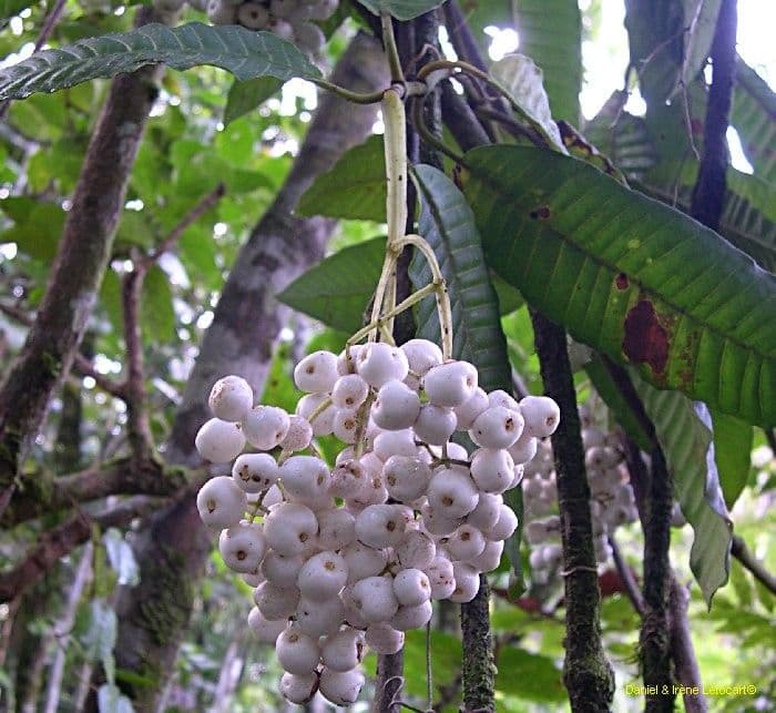 Psychotria 2