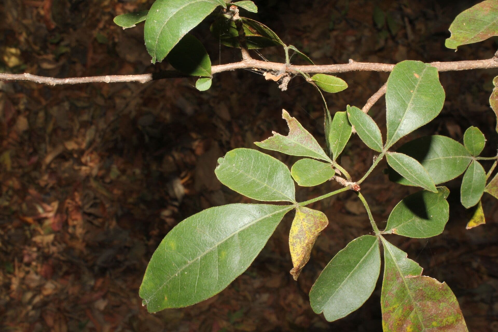 Trichilia 15