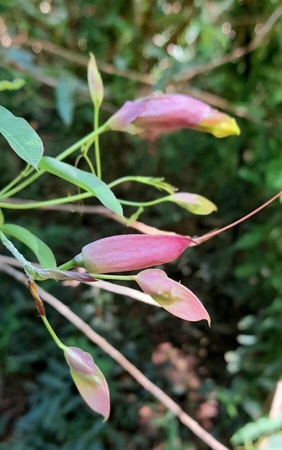 Dolichandra 2