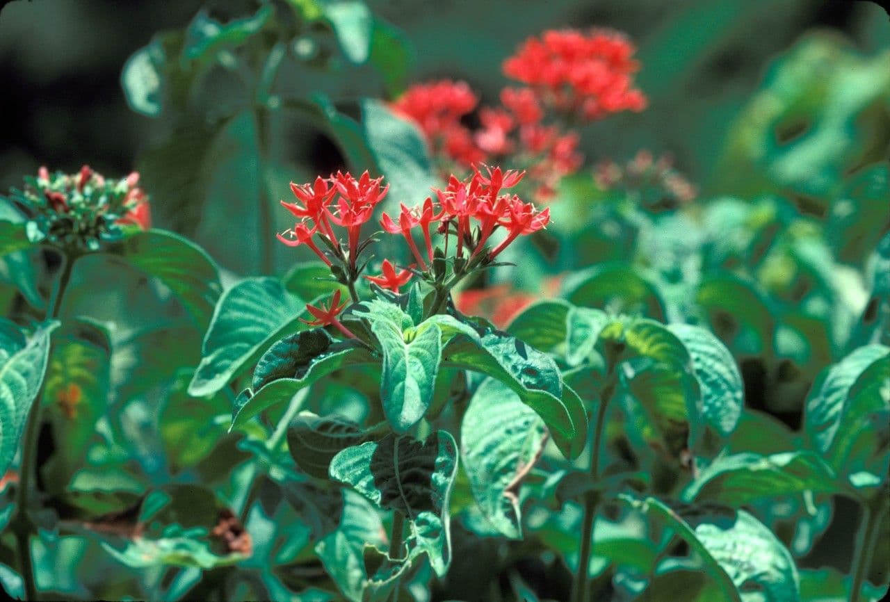 Rhodopentas 2