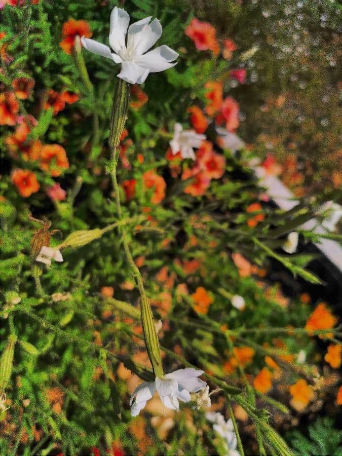 Silene 2