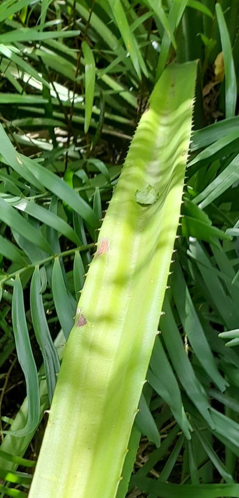 Maguey 2