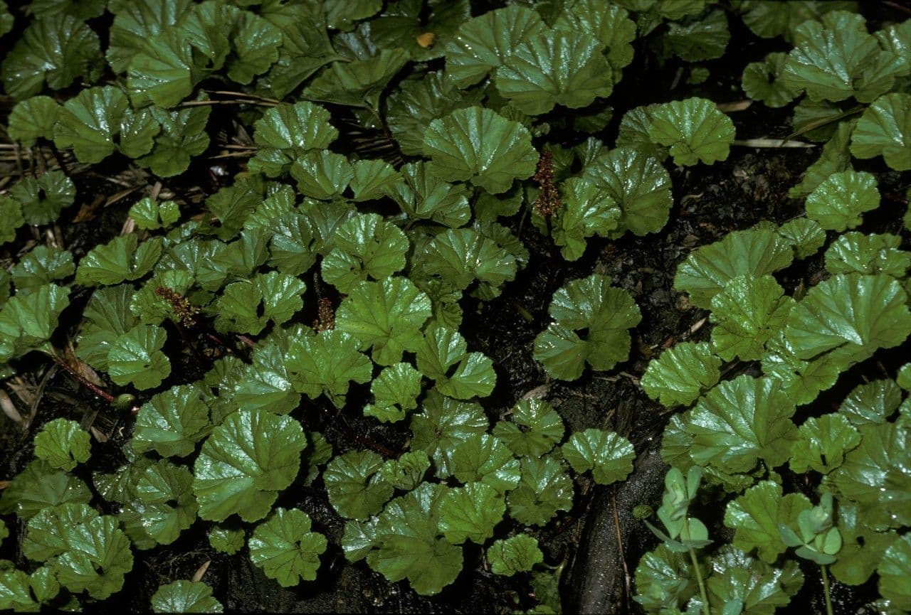 Magellan-Gunnera 6