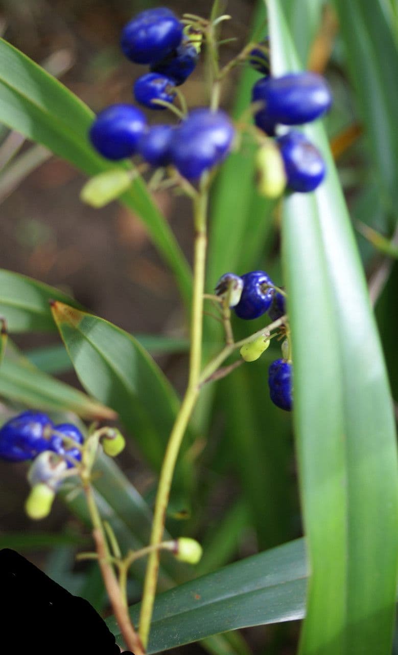 Dianella 3