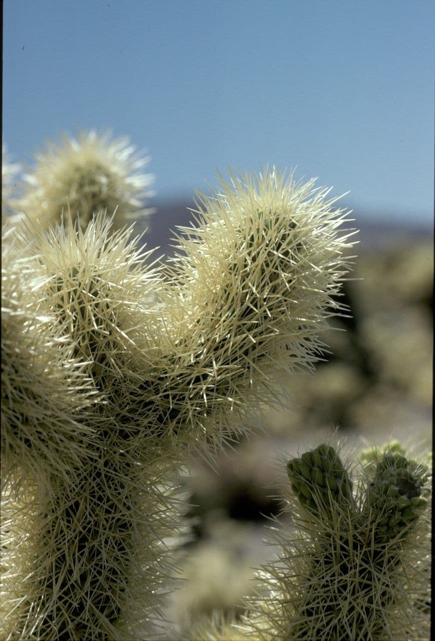 Cholla rogata 7
