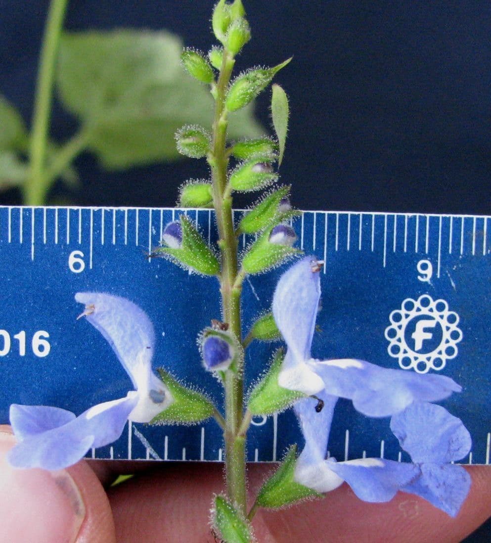 Salvia 11