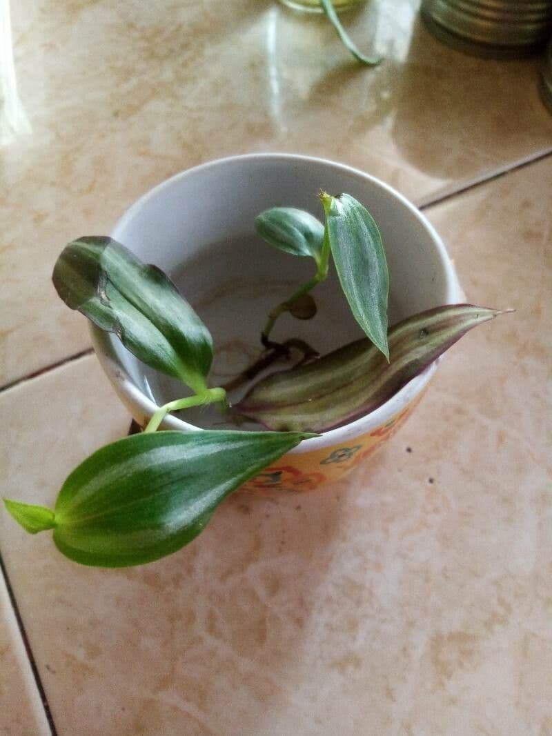 Tradescantia 2