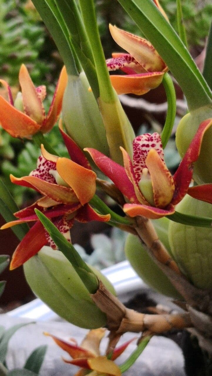 Cymbidium