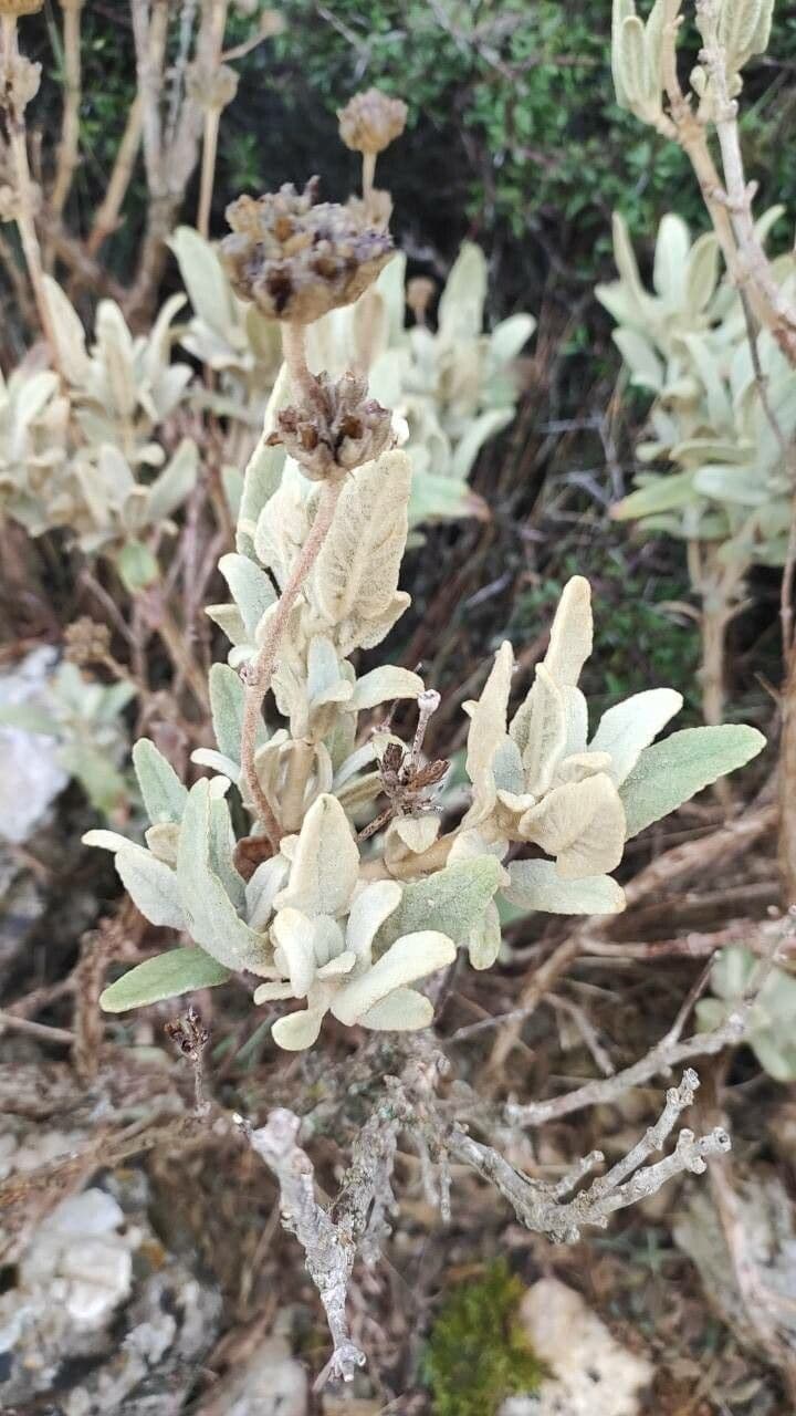 Phlomis 10