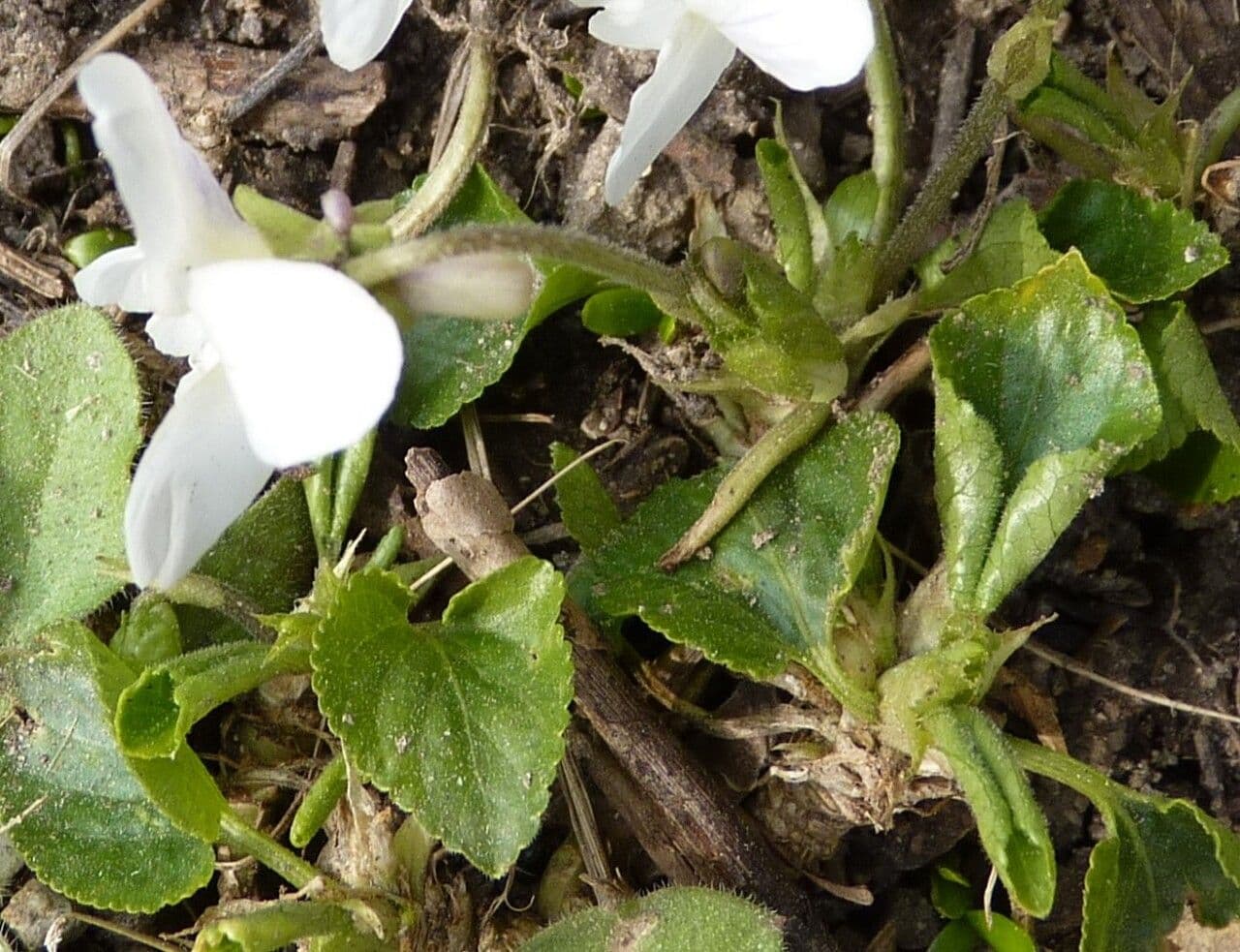 Viola bianca 30