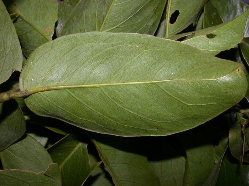 Gnetum 6