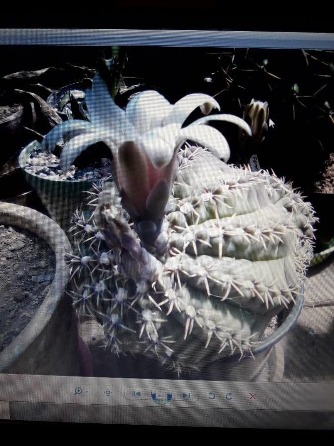 Cactus a palla 14