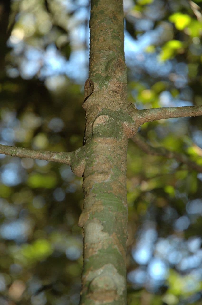 Ardisia 2
