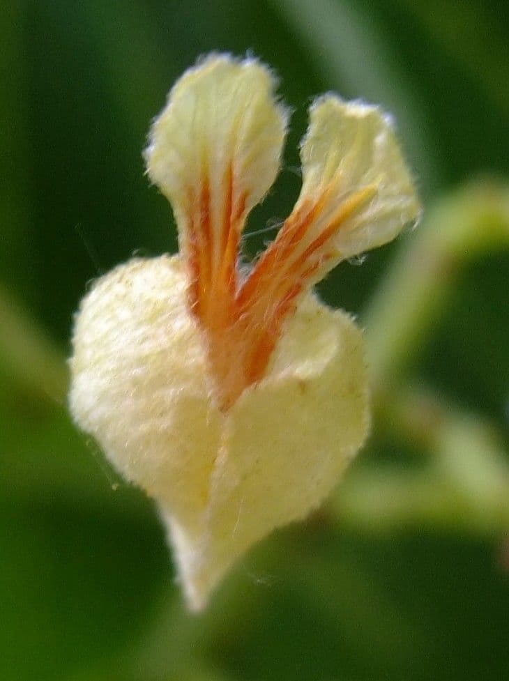 Ippocastano giallo 9