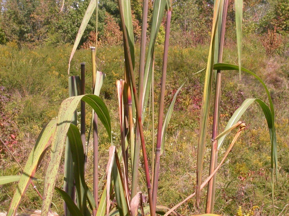 Canna 10