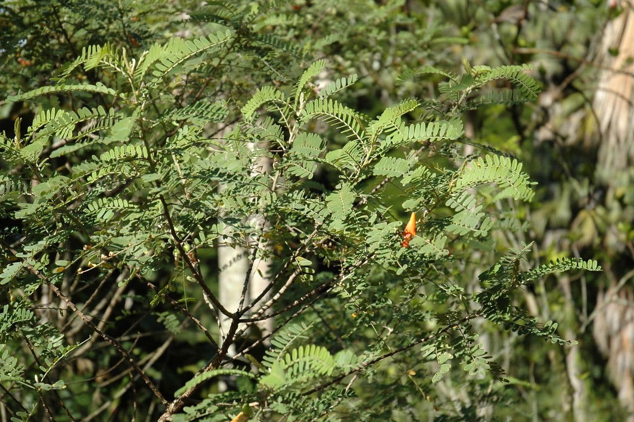 Sesbania tomentosa 4