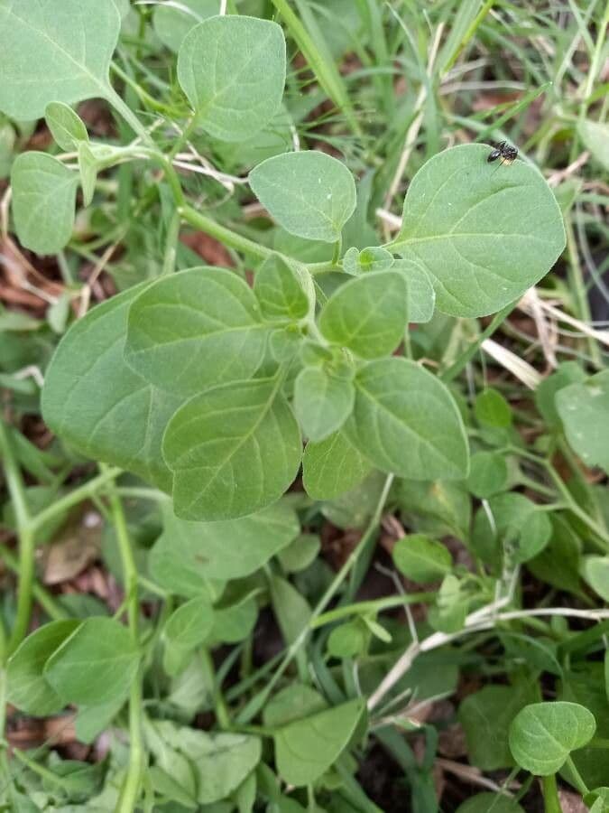 Salpichroa origanifolia 19