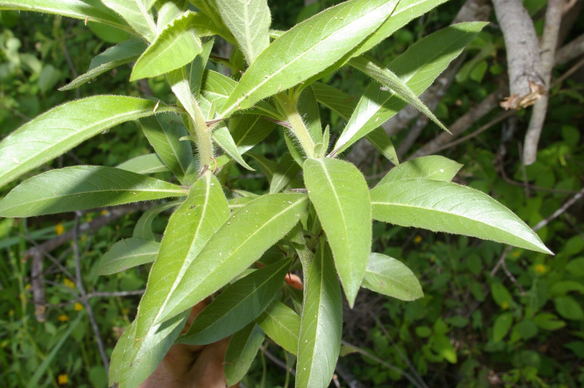Hydrolea spinosa 7