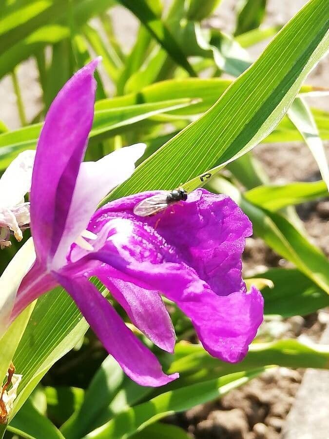Roscoea 4