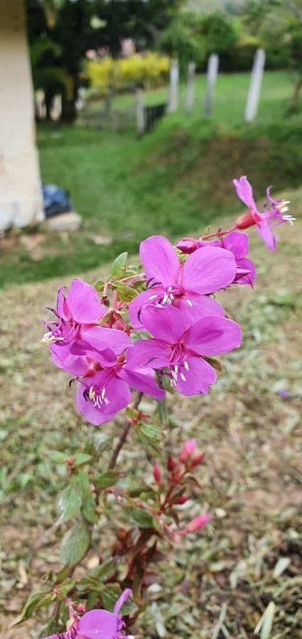 Centradenia 7