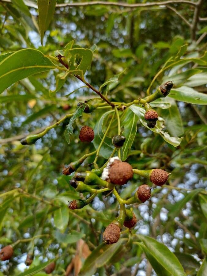 Ocotea