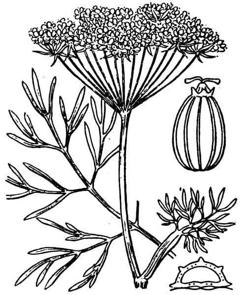 Seseli annuum 22
