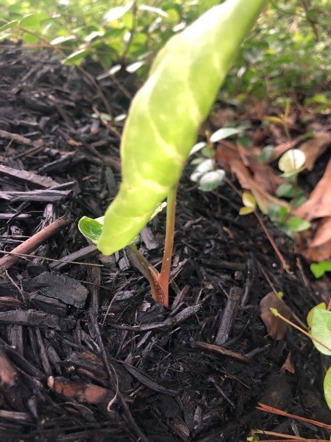 Syngonium 29