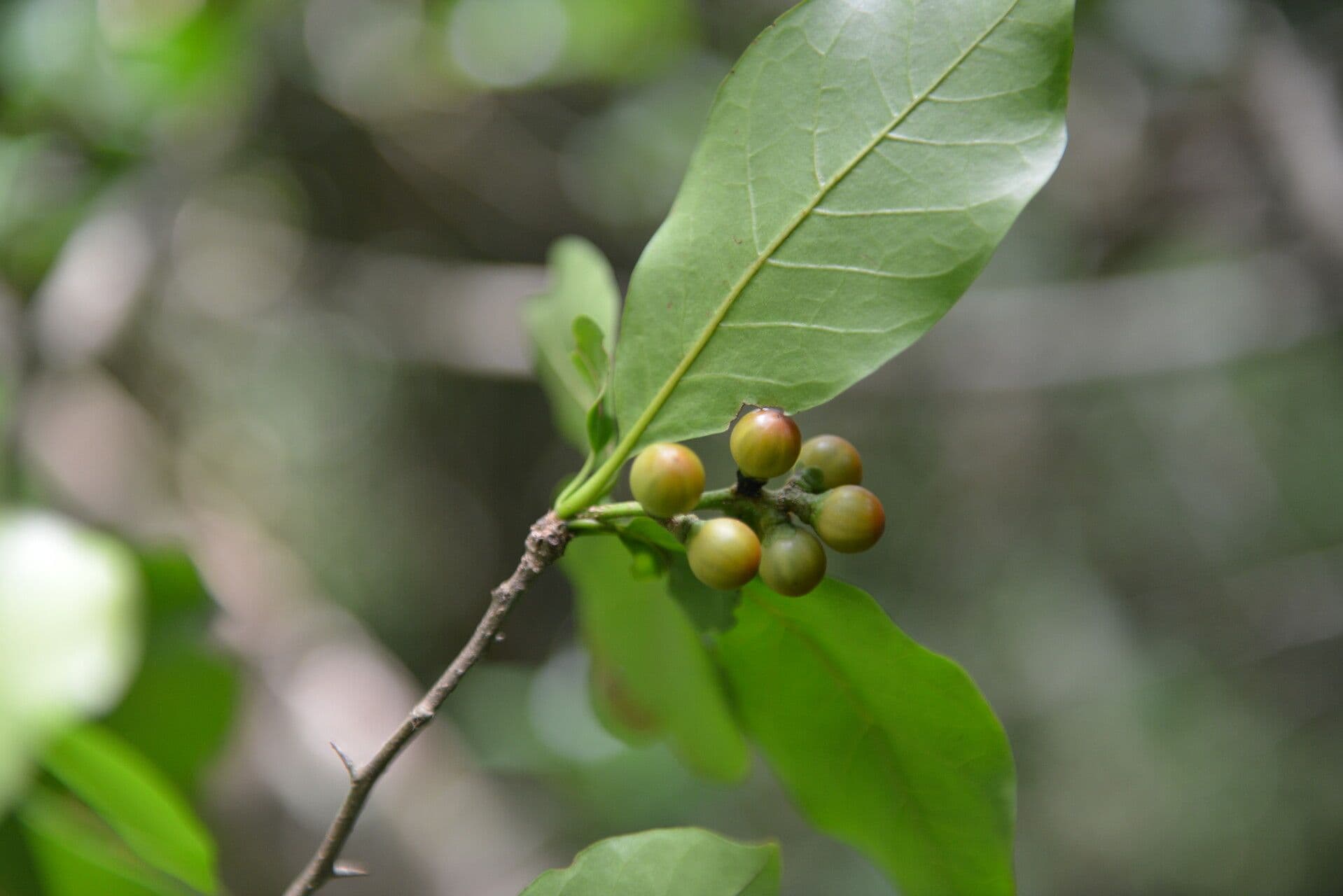 Rochefortia 3