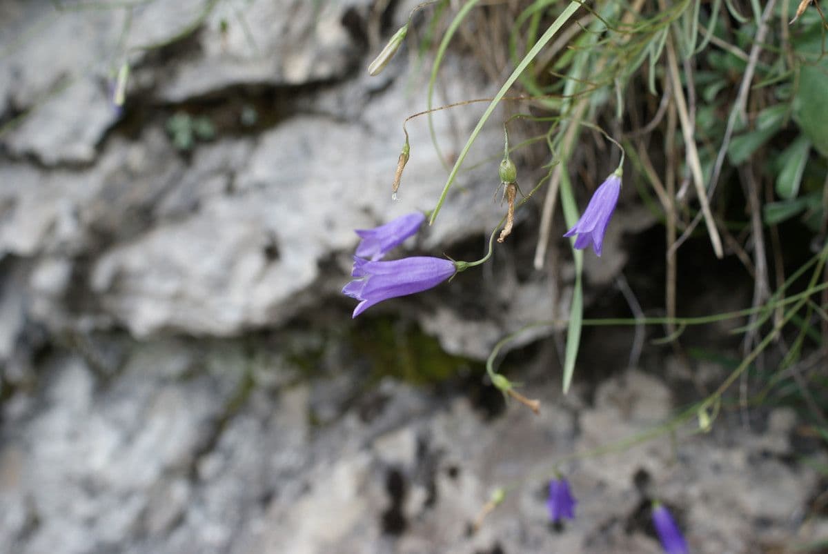 Campanula stenocodon 3