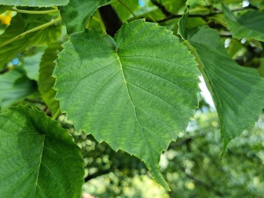 Taschentuchbaum 20