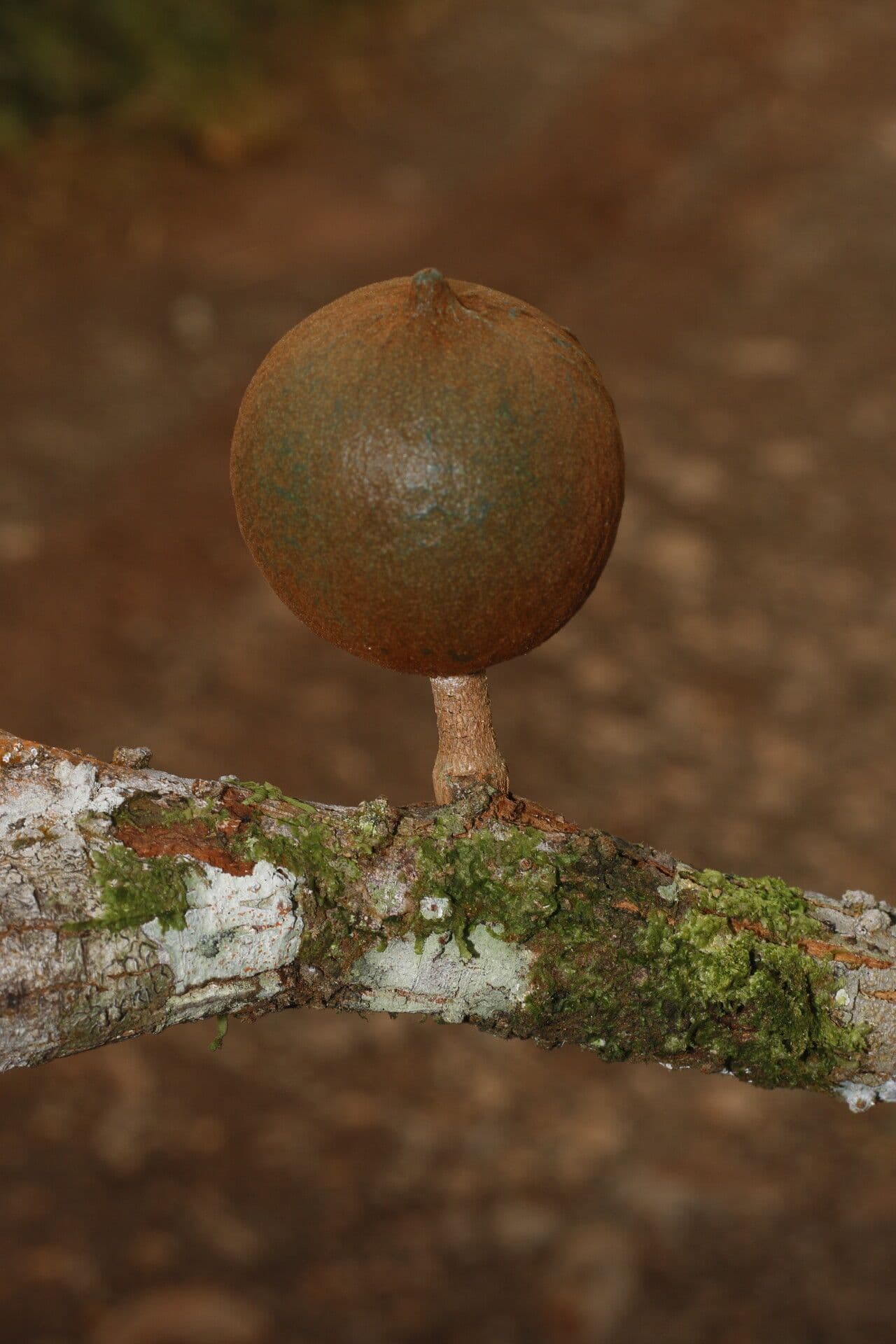 Chrysophyllum
