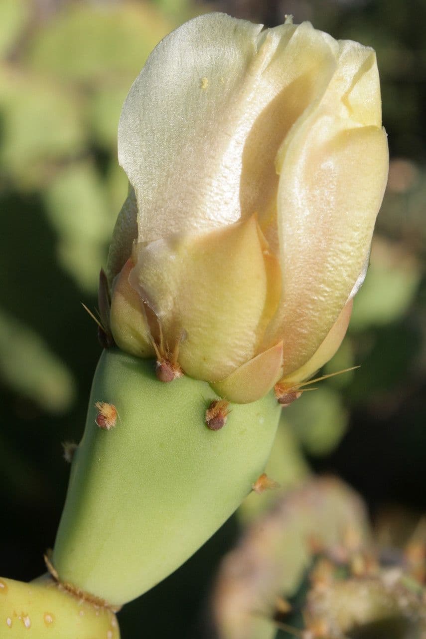 Erect prickly-pear 10