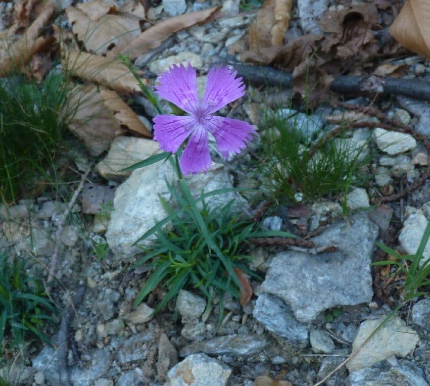 Garofano di Balbis 10