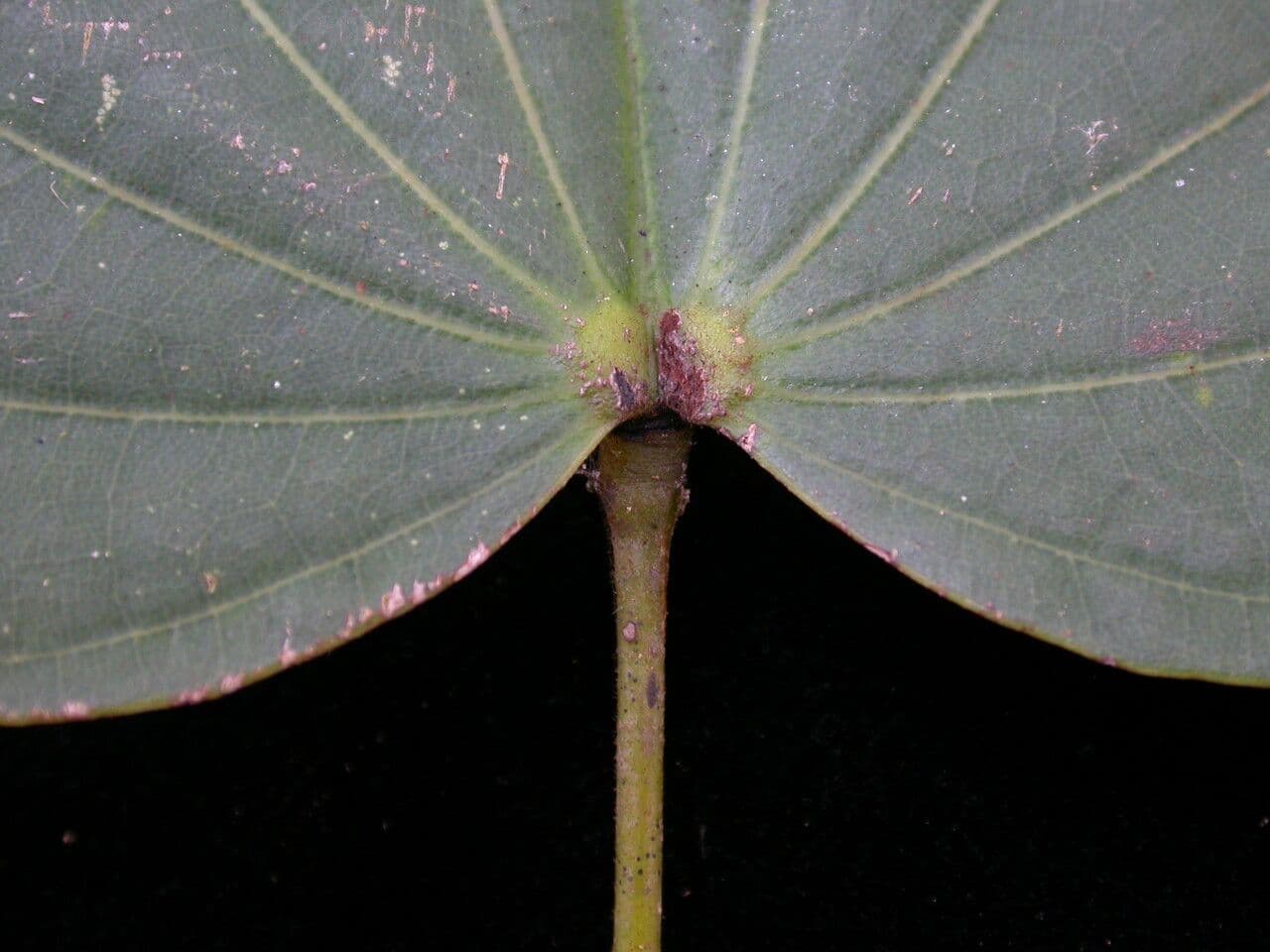 Malabarbauhinie 3