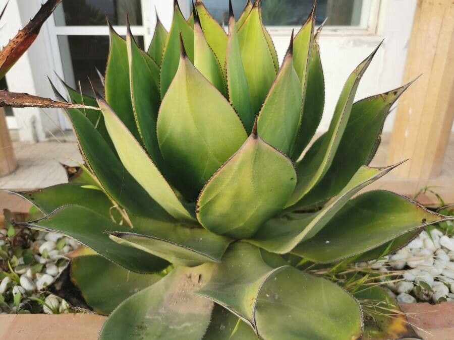 Agave di Shaw 12