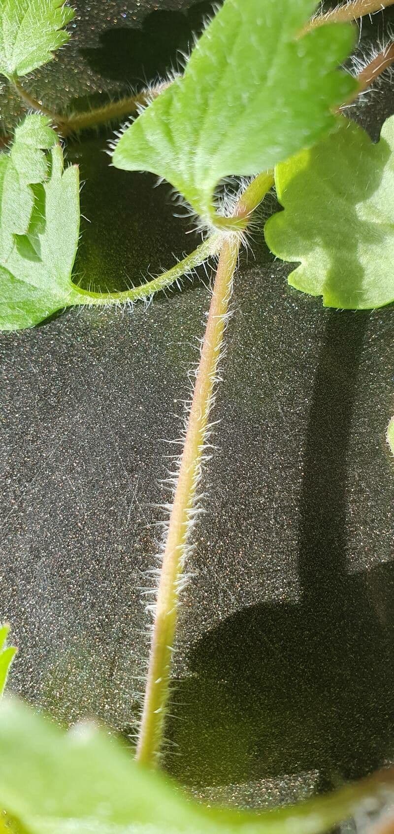 Veronica cymbalaria 30
