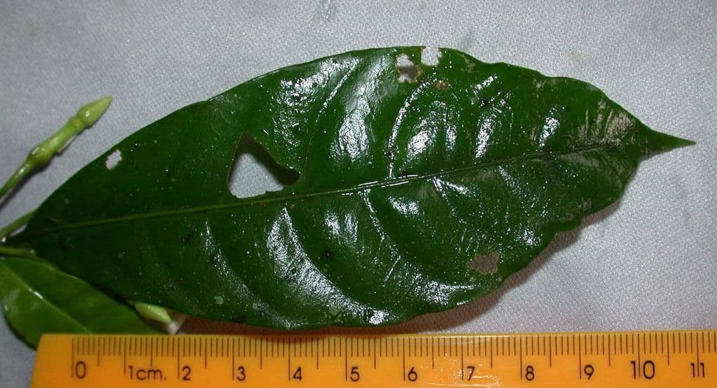 Mandelblättrige Tabernaemontana 21