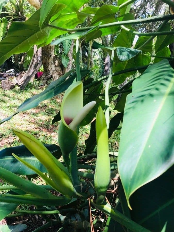 Philodendron géant 2