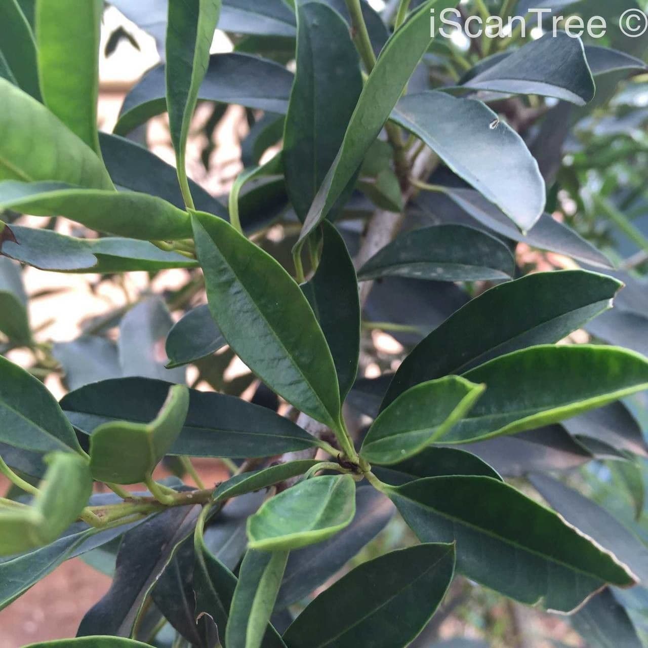 Ilex mitis 8
