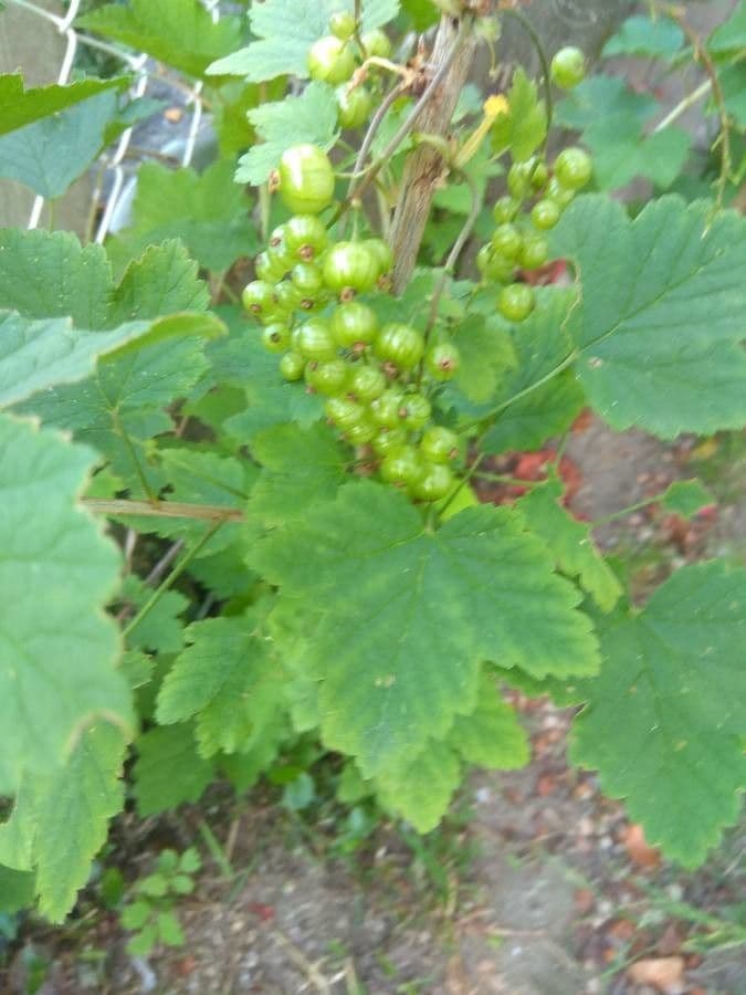 Ribes petraeum 17