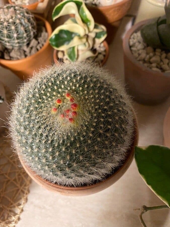 Cactus Palla Scarlatta 11