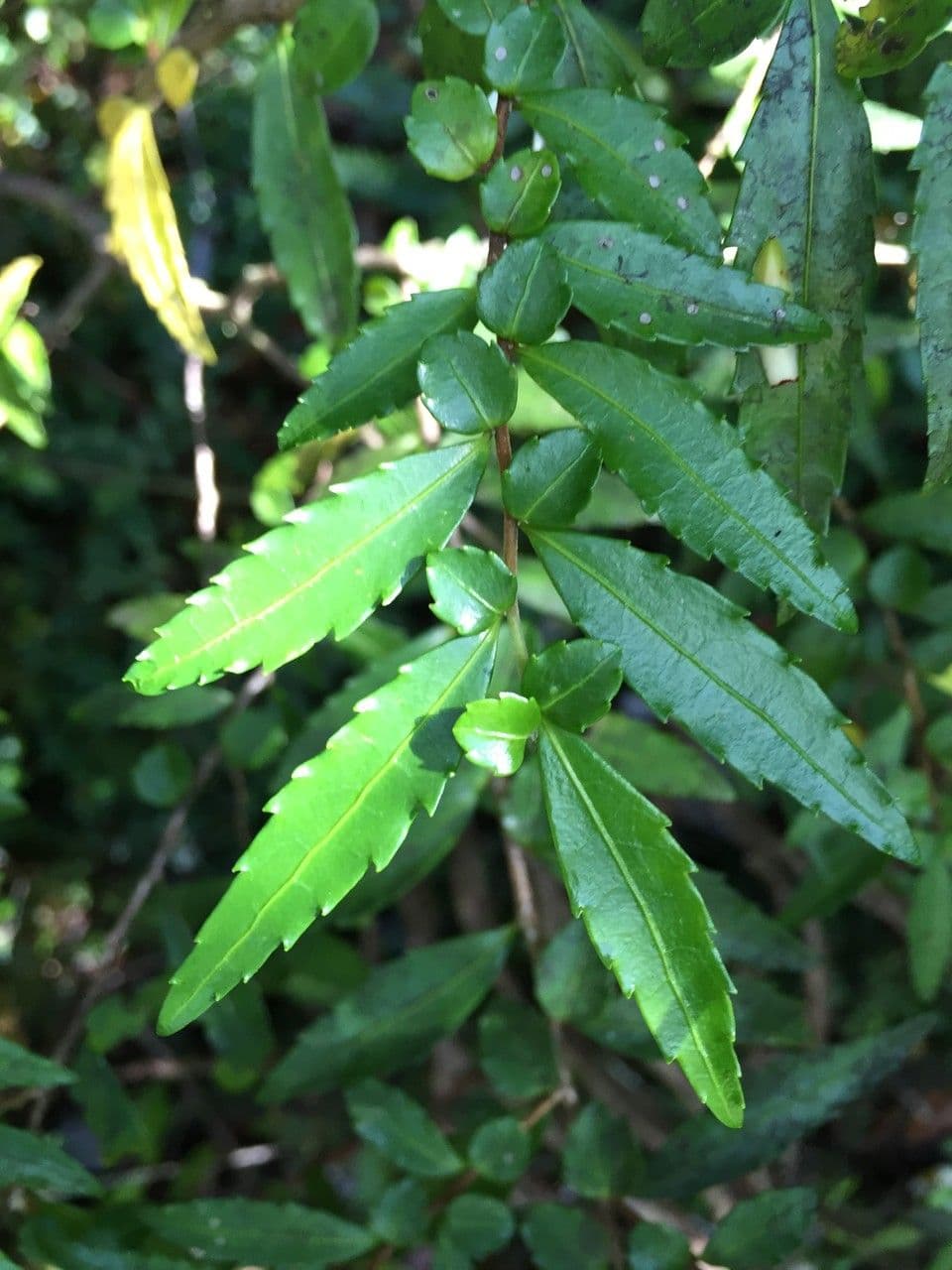 Azara 18