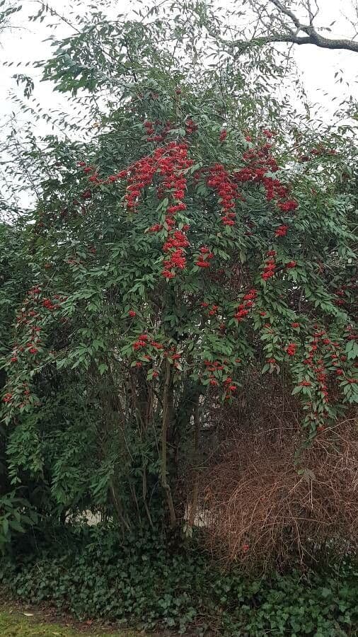 Cotoneaster 15